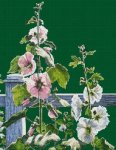(image for) Hollyhocks